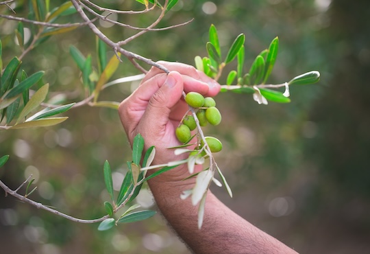 Gozo-olive-trees.jpg